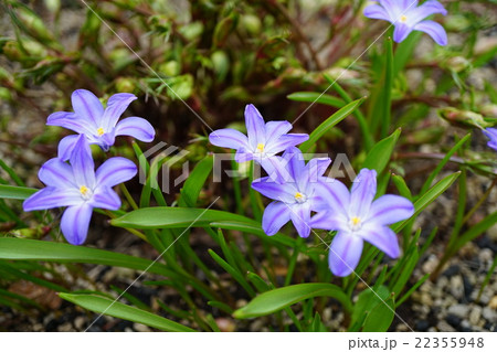 輝くような美しさ チオノドクサ 輝くような美しさ チオノドクサ 22355948