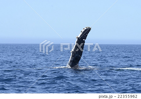 ザトウクジラのペックスラップ ザトウクジラのペックスラップ 22355962
