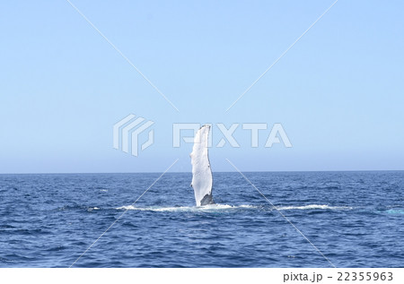 ザトウクジラのペックスラップ 22355963