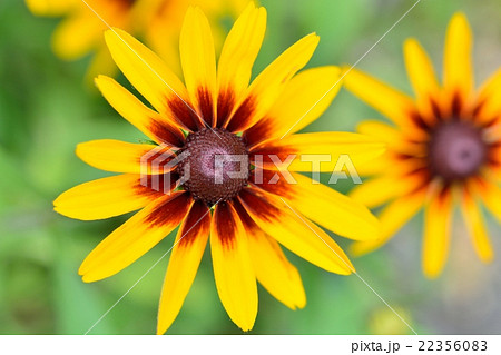 コレオプシス 22356083