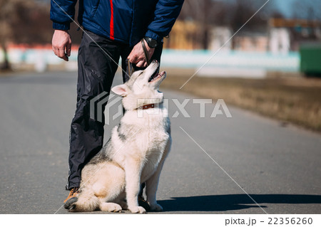 Young Funny Gray Husky Puppy Dog Young Funny Gray Husky Puppy Dog 22356260