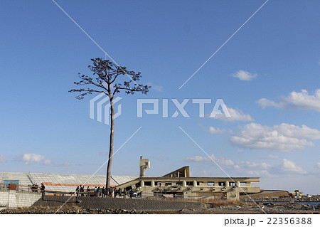 奇跡の一本松 奇跡の一本松 22356388