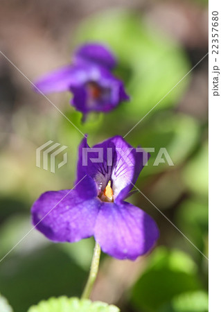 香り立つ　ニオイスミレ 22357680