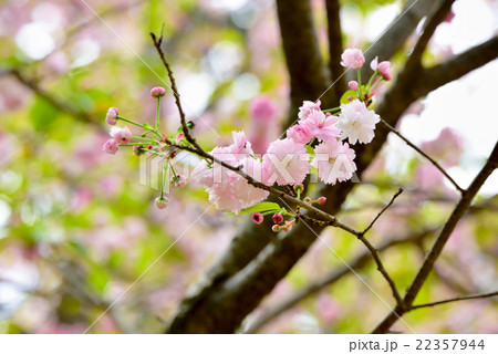 ナラノヤエザクラ 22357944