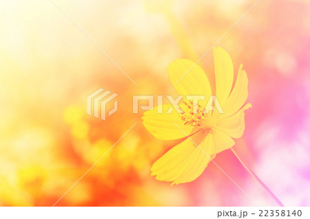 Beautiful flowers. Beautiful flowers. 22358140