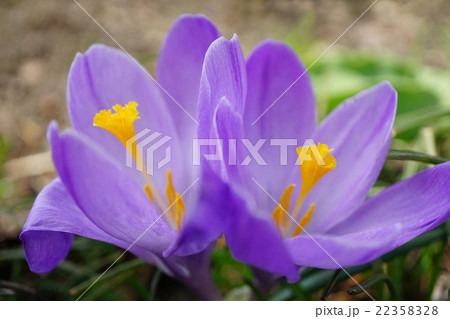 早春の代表花　クロッカス 22358328