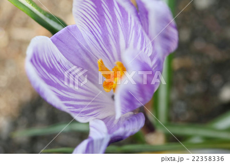 早春の代表花 クロッカス 早春の代表花 クロッカス 22358336