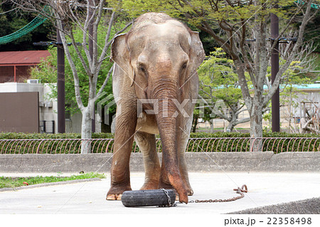 インドゾウ インドゾウ 22358498