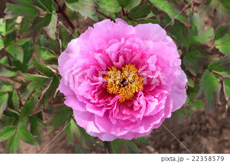 牡丹（須賀川牡丹園） 22358579