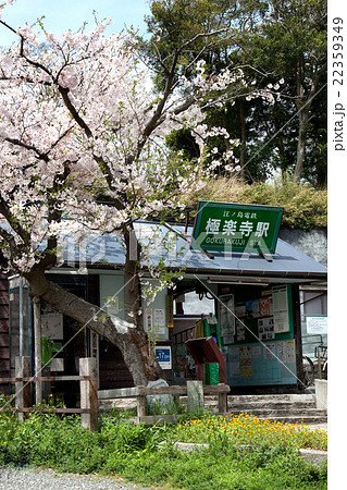 江ノ電極楽寺駅と桜 22359349