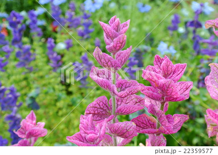 寄せ植え花壇 22359577