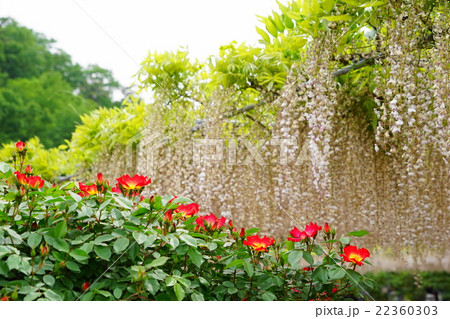 5月花 バラ バラ科6カクタスと白藤の写真素材