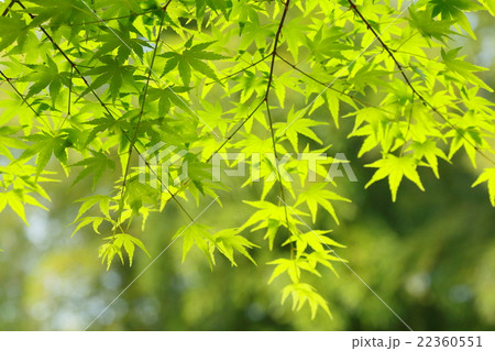 新緑 新緑 22360551