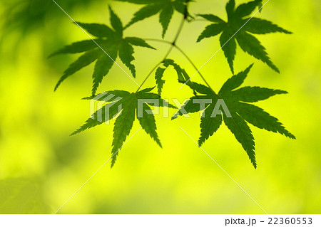 新緑 22360553