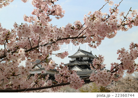 満開の桜と松山城天守閣 22360744