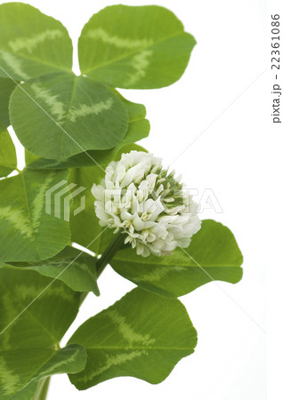 シロツメクサ 22361086