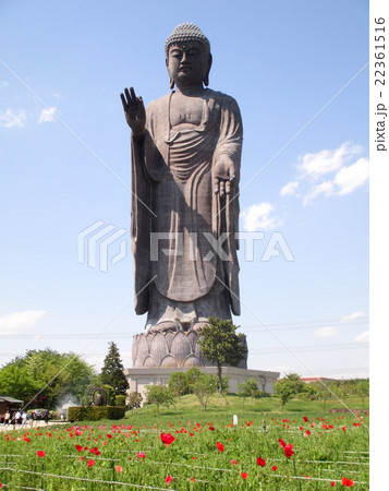 牛久大仏とポピー畑 22361516