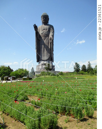 牛久大仏　 22361521