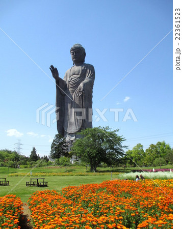 牛久大仏とお花畑 22361523