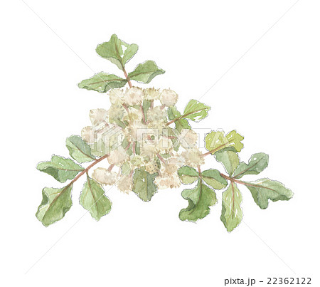 ハマボウフウ ハマボウフウ 22362122