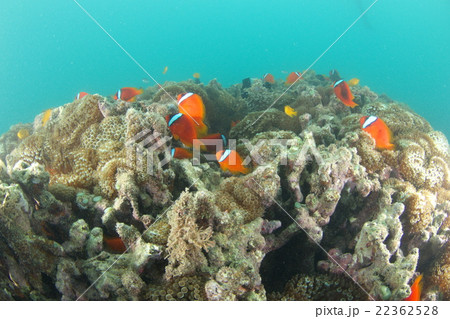 ハマクマノミ 22362528