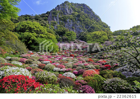 ツツジ 22362615