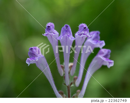 青紫の小葉の立浪草 青紫の小葉の立浪草 22362749