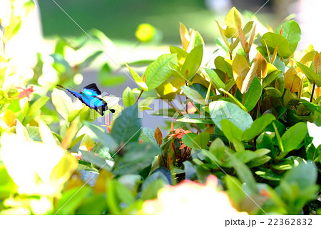 幸運の蝶 ユリシス 幸運の蝶 ユリシス 22362832