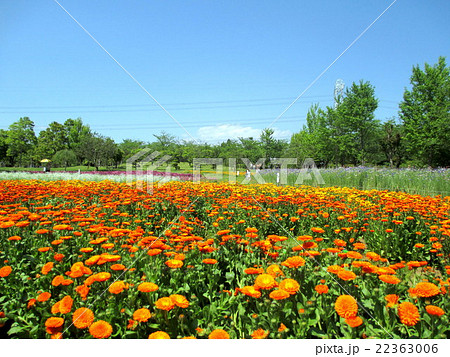 お花畑 キンセンカ お花畑 キンセンカ 22363006