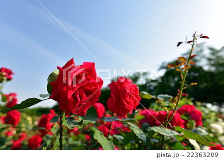 与野公園　バラまつり 22363209