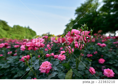 与野公園　バラまつり 22363210