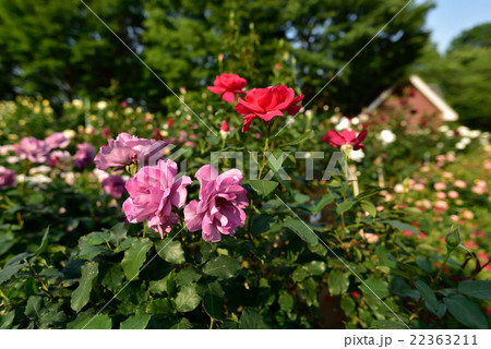 与野公園　バラまつり 22363211