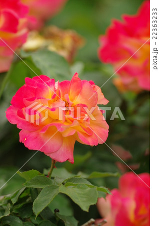 薔薇 22363233