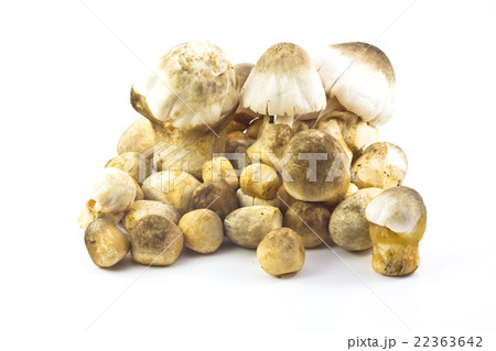 Straw mushroom isolated on white background Straw mushroom isolated on white background 22363642