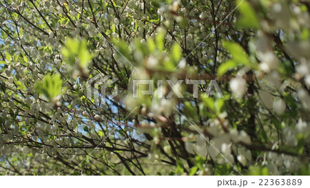 ドウダンツツジ 22363889