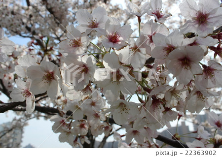 桜 桜 22363902