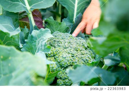 畑のブロッコリー 野菜 緑の野菜 無農薬栽培 葉っぱ メハナヤサイ ミドリハナヤサイの写真素材
