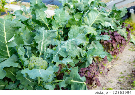 畑のブロッコリー 野菜 緑の野菜 無農薬栽培 葉っぱ メハナヤサイ ミドリハナヤサイの写真素材