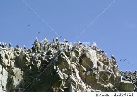 バジェスタス島 22364511