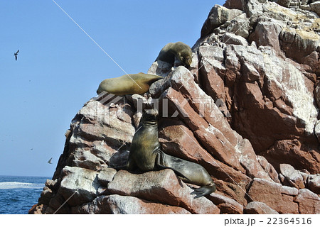 バジェスタス島 22364516