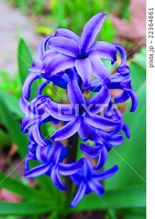 青いヒヤシンスの花の写真素材