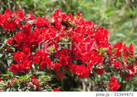 ケラマツツジ 慶良間ツツジの写真素材 [22364872] - PIXTA