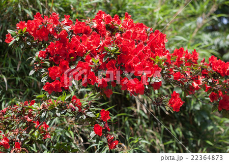 ケラマツツジ　慶良間ツツジ 22364873