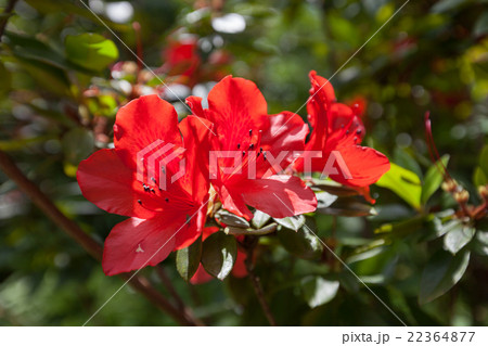 ケラマツツジ 慶良間ツツジの写真素材 [22364877] - PIXTA