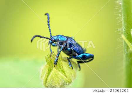 Chrysolina coerulans beetle 22365202