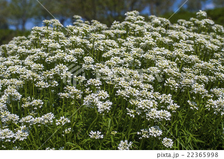 Iberis sempervirens - white flowers in garden 22365998