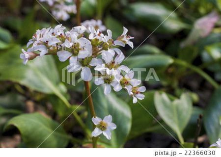 close up on white Heartleaf Bergenia 22366030