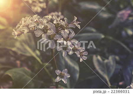 close up on white Heartleaf Bergenia sunset close up on white Heartleaf Bergenia sunset 22366031