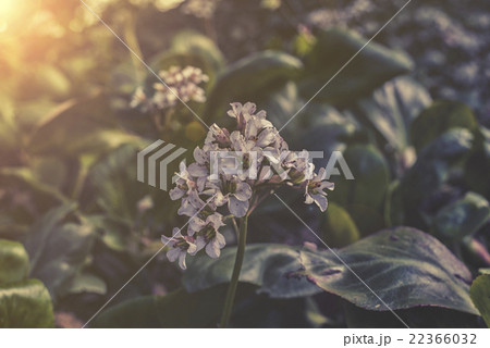close up on white Heartleaf Bergenia close up on white Heartleaf Bergenia 22366032