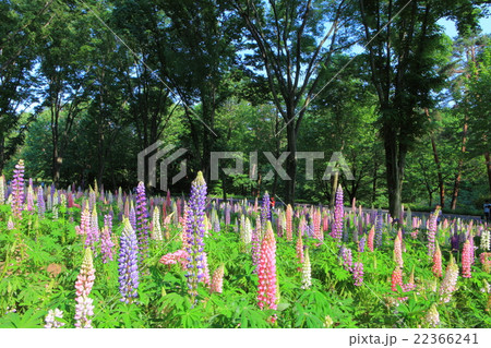 武蔵丘陵森林公園のルピナス 武蔵丘陵森林公園のルピナス 22366241